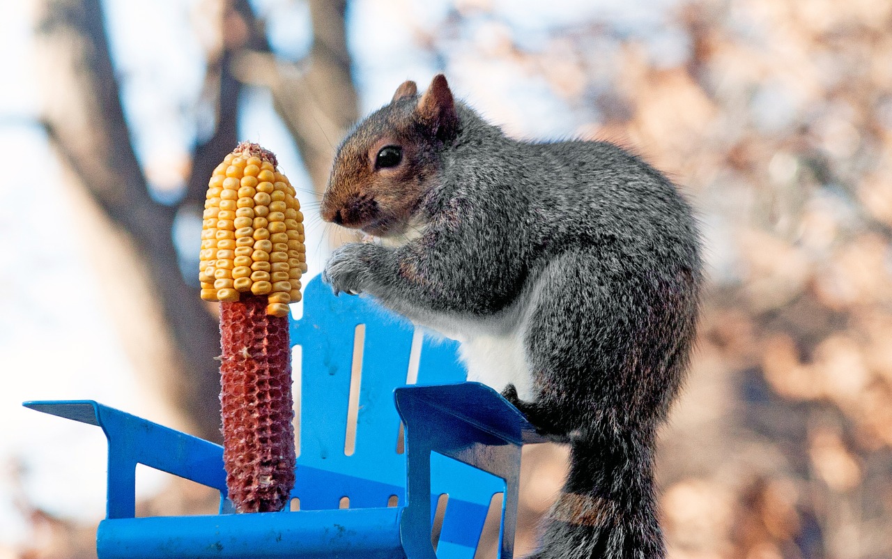 squirrel wildlife animal free photo