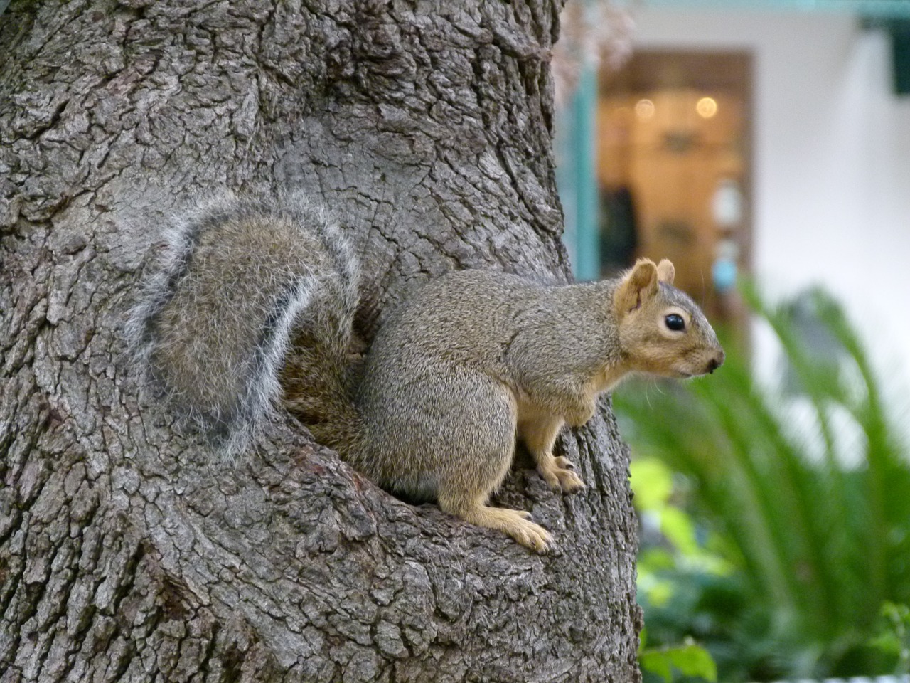 squirrel animal possierlich free photo