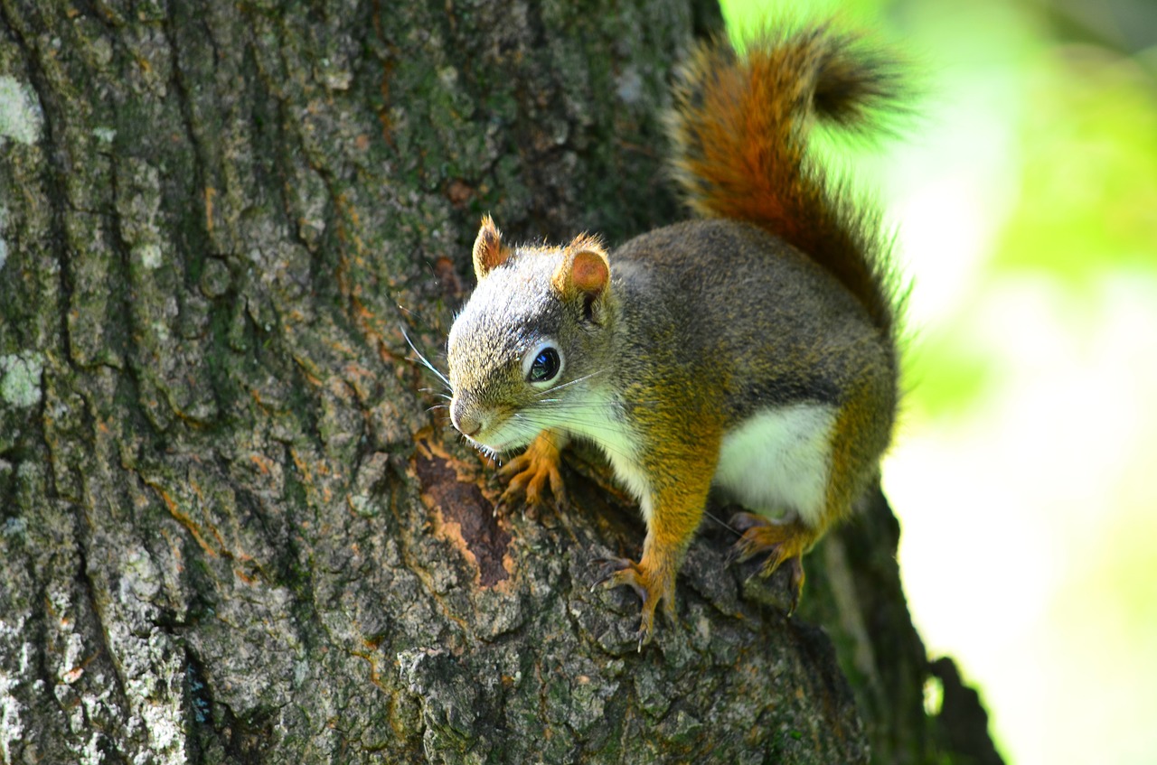 squirrel trunk tree free photo