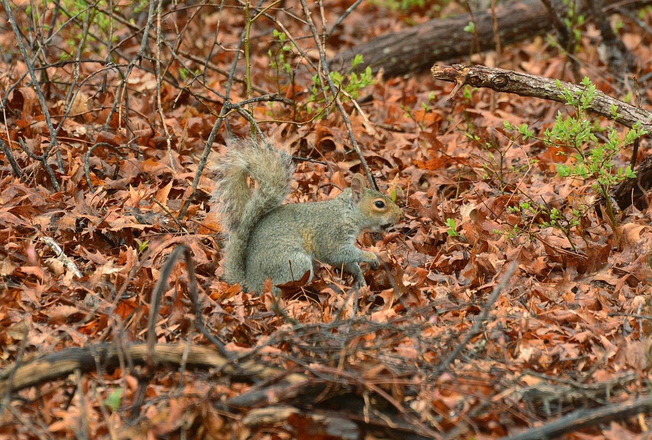 squirrel tail animal free photo