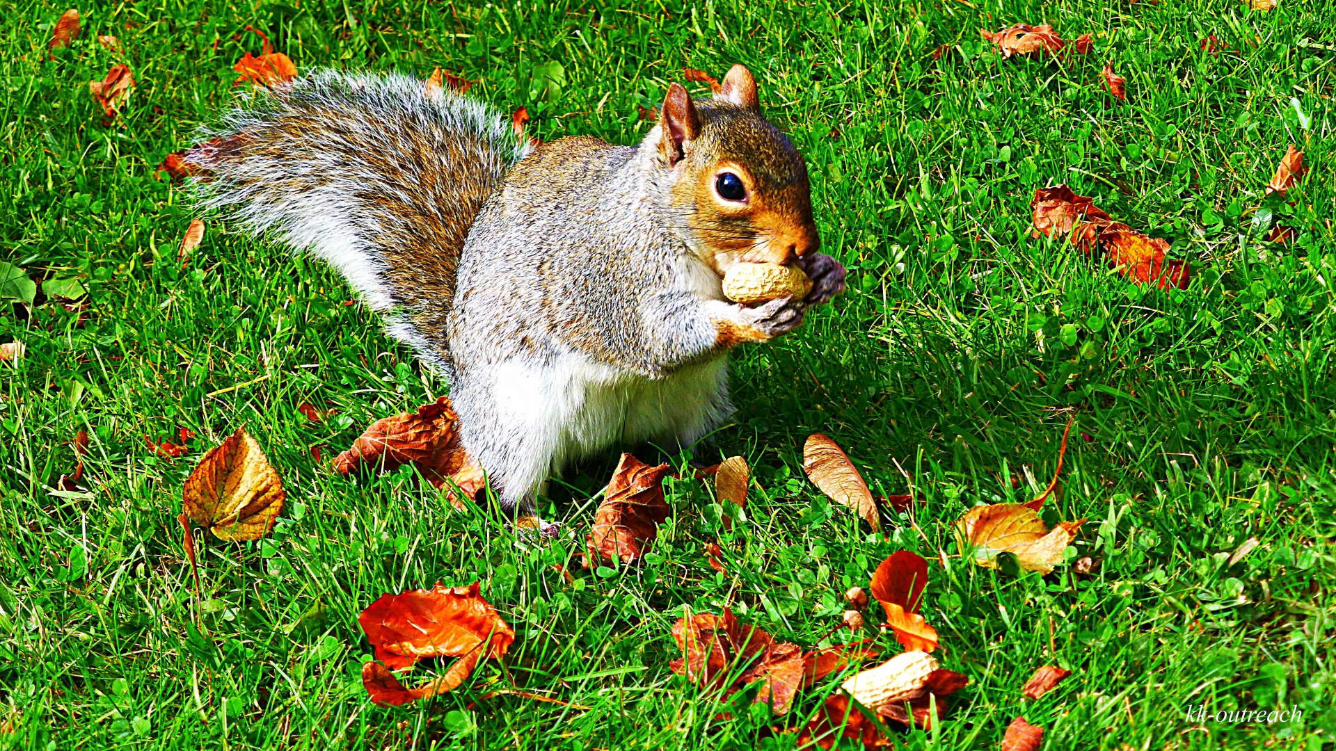 squirrel squirrel free pictures free photo