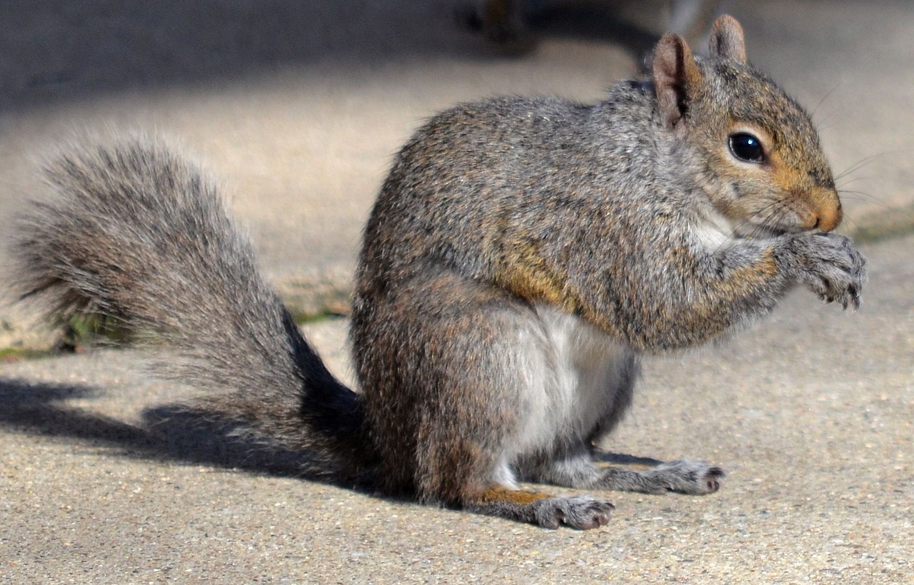 squirrel animals nature free photo