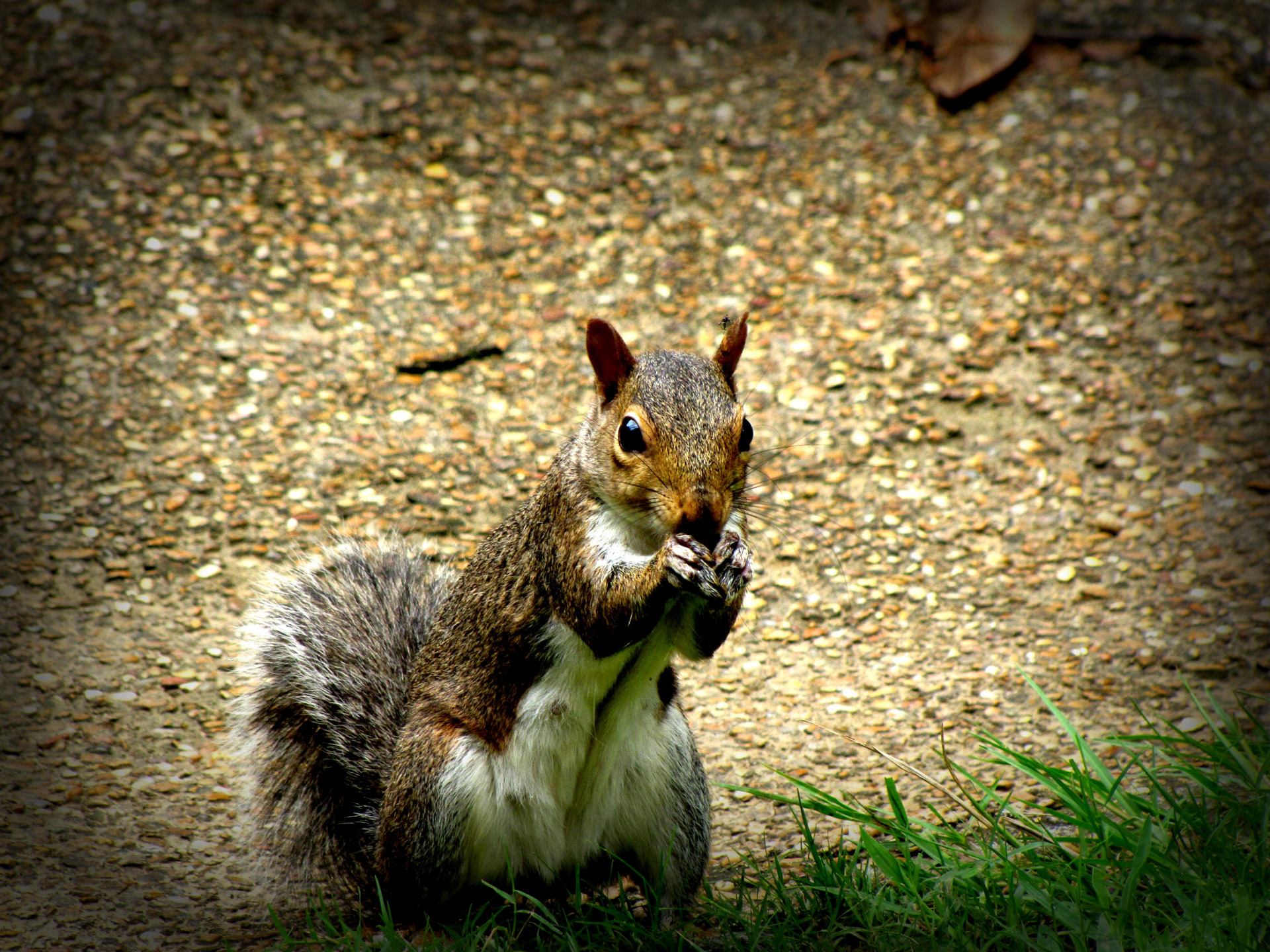 squirrel animal nature free photo