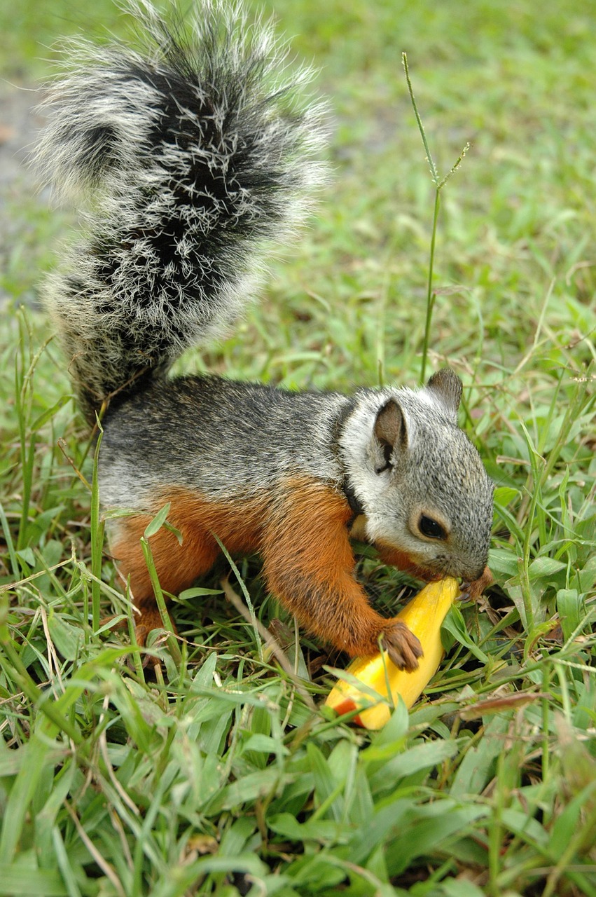 squirrel animal rodent free photo