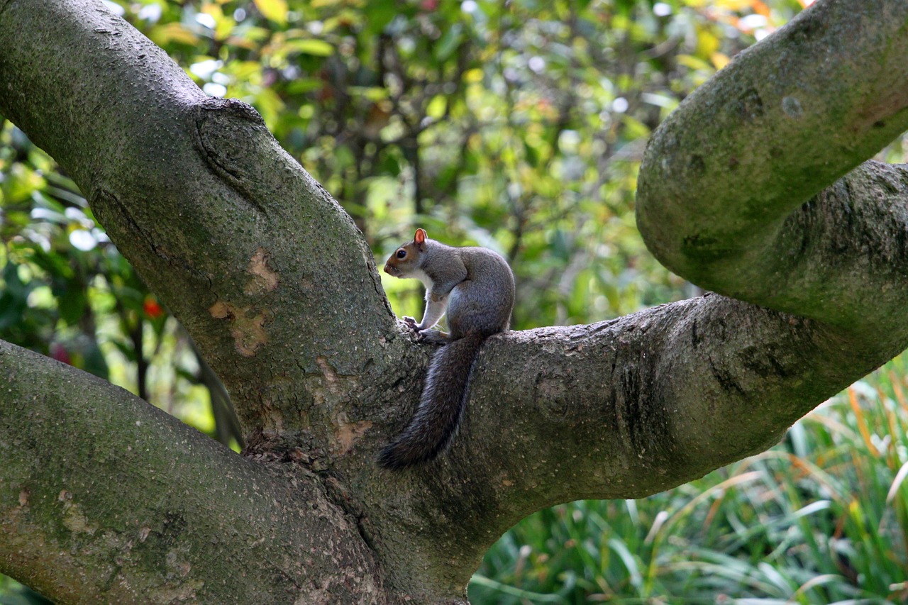 squirrel tree furry free photo
