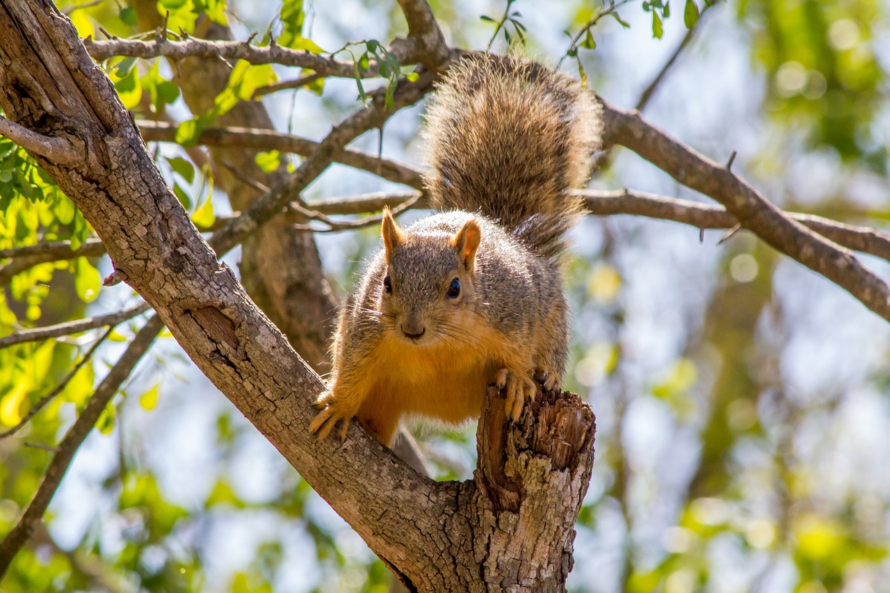 squirrel nature wildlife free photo