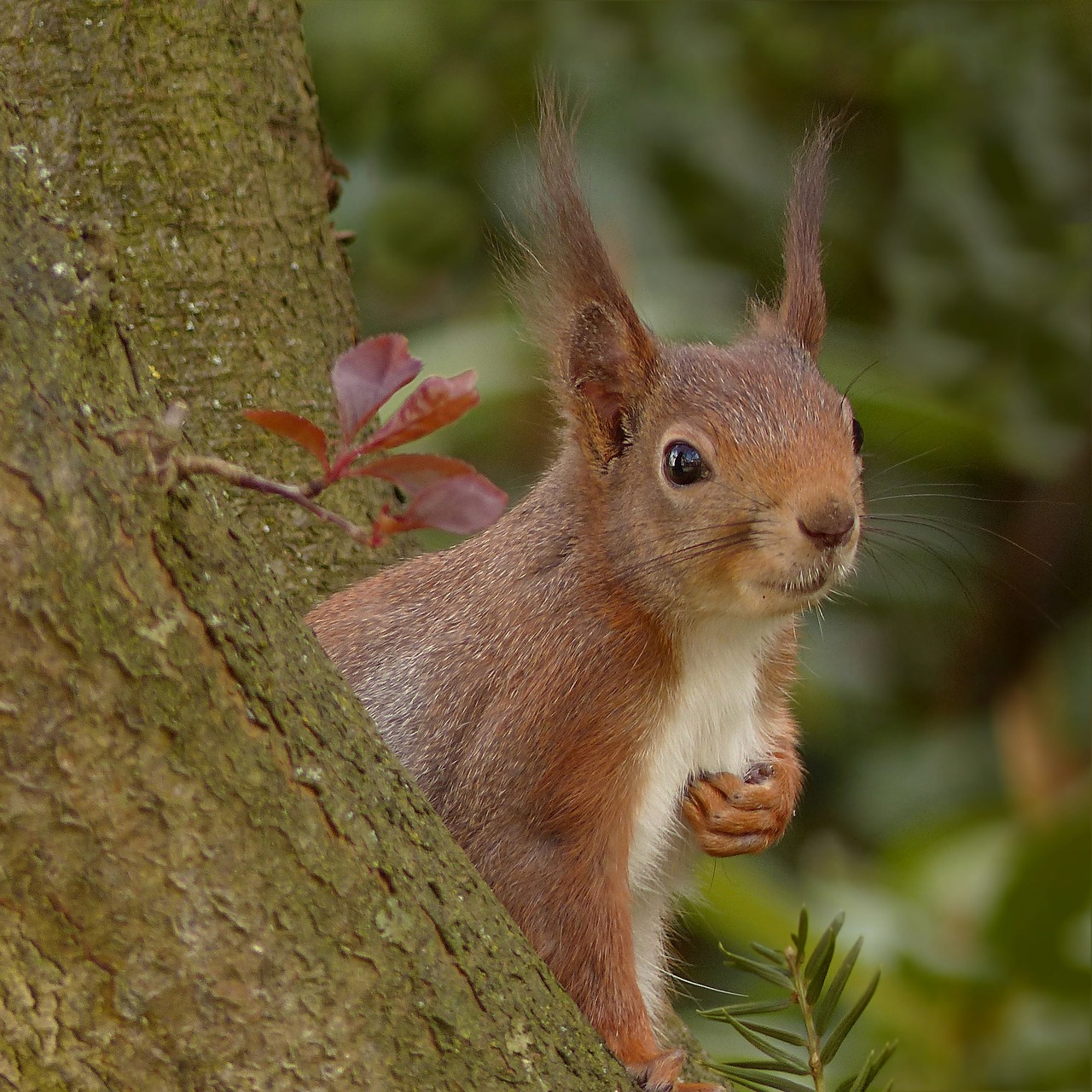 squirrel sciurus animal free photo