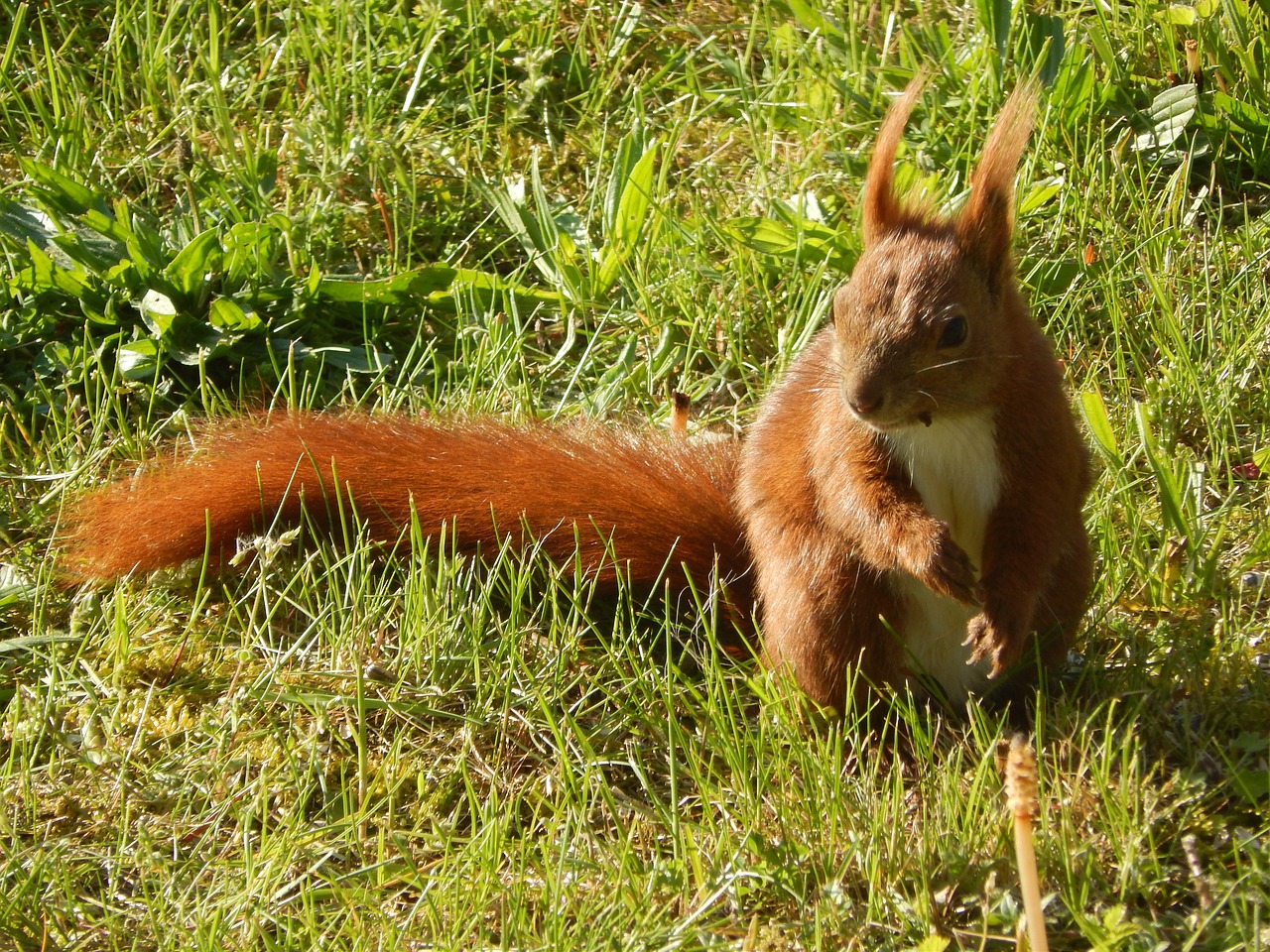 squirrel small animal furry free photo