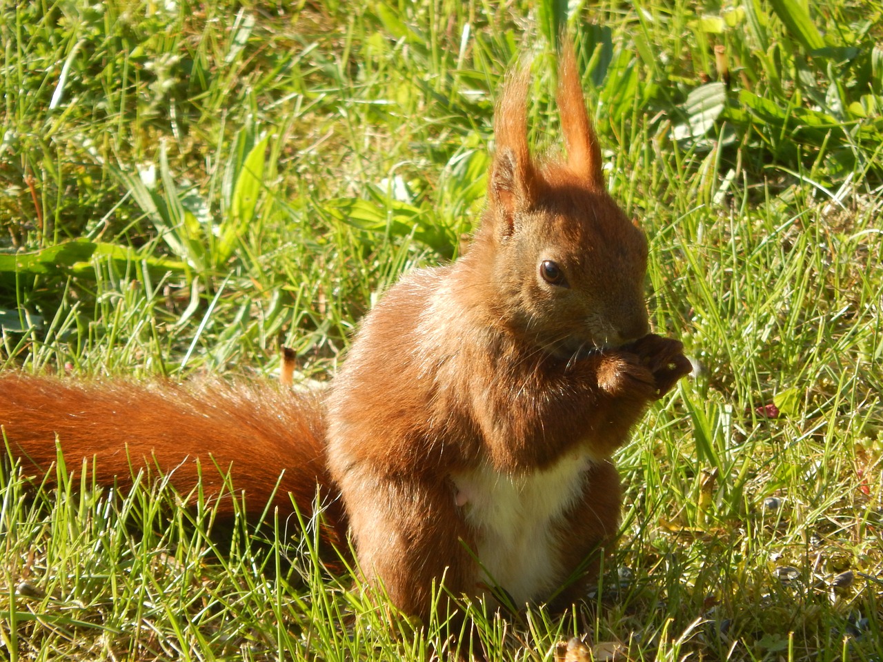 squirrel small animal furry free photo