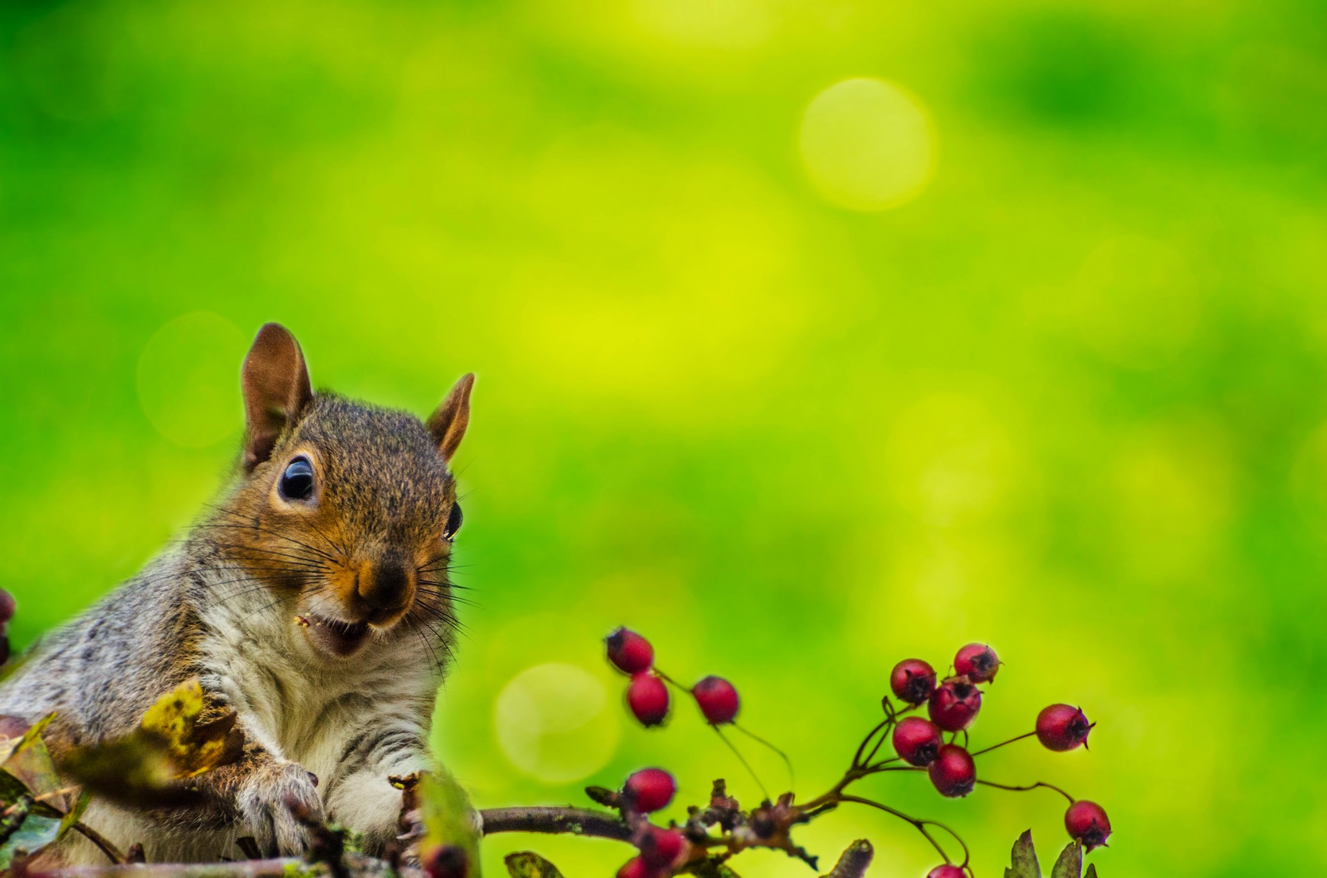 squirrel outdoor wallpaper free photo