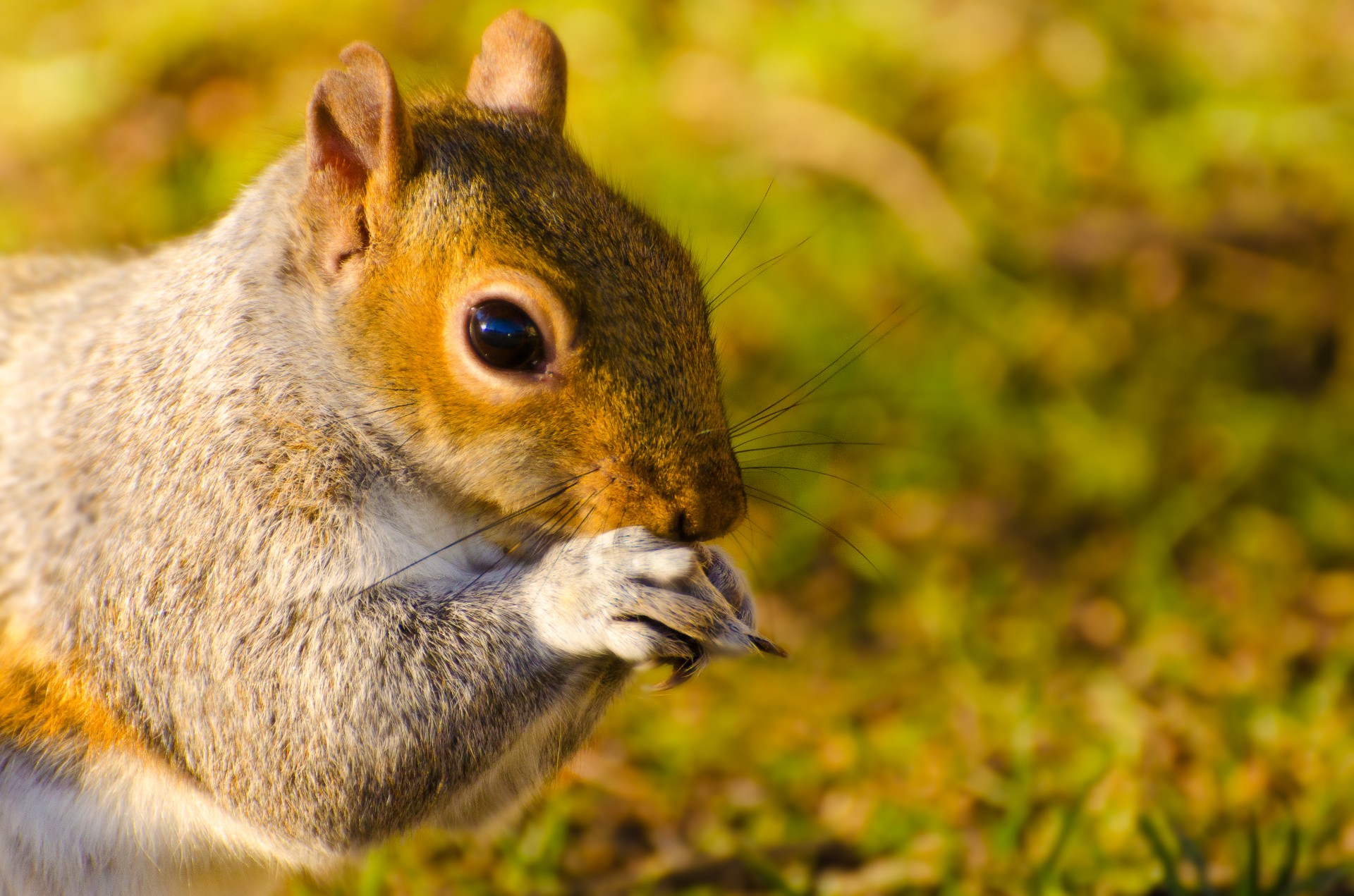 animal squirrel mammal free photo