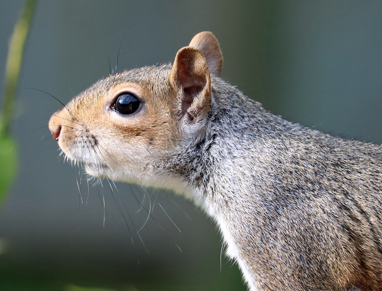 squirrel grey brown free photo