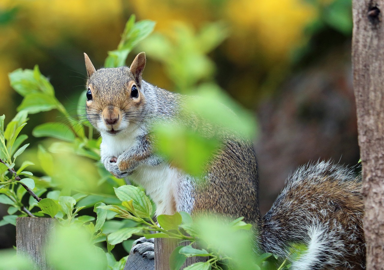 squirrel grey brown free photo