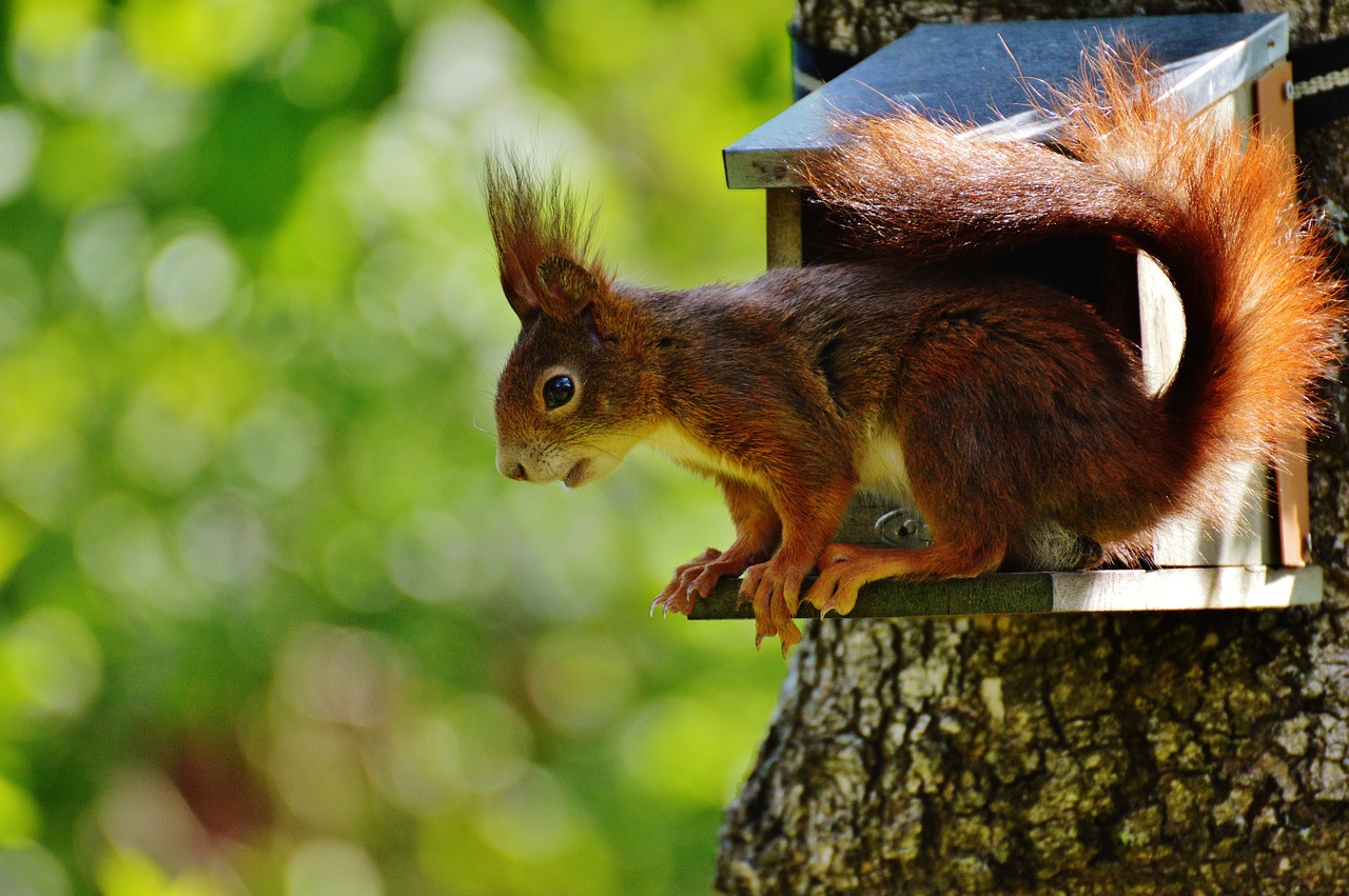 squirrel nager cute free photo