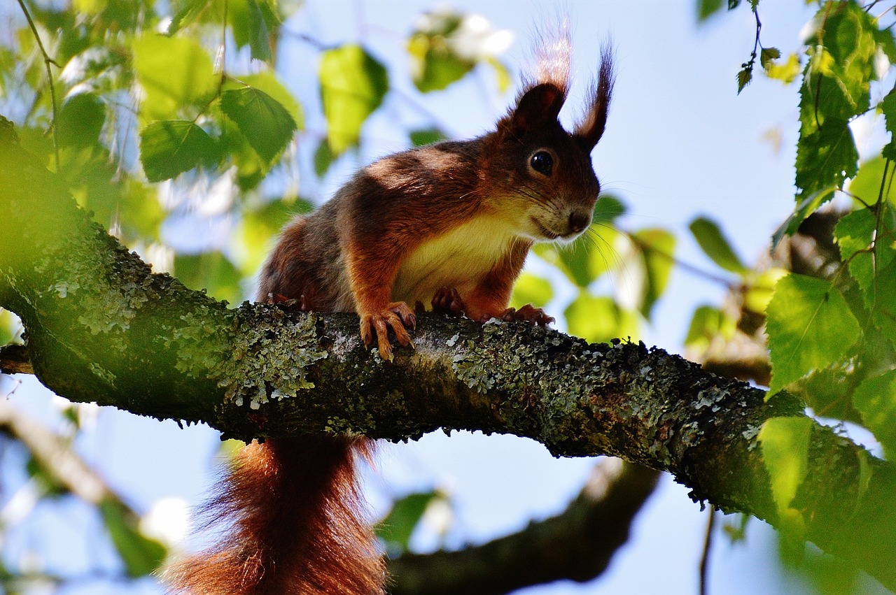 squirrel nager cute free photo