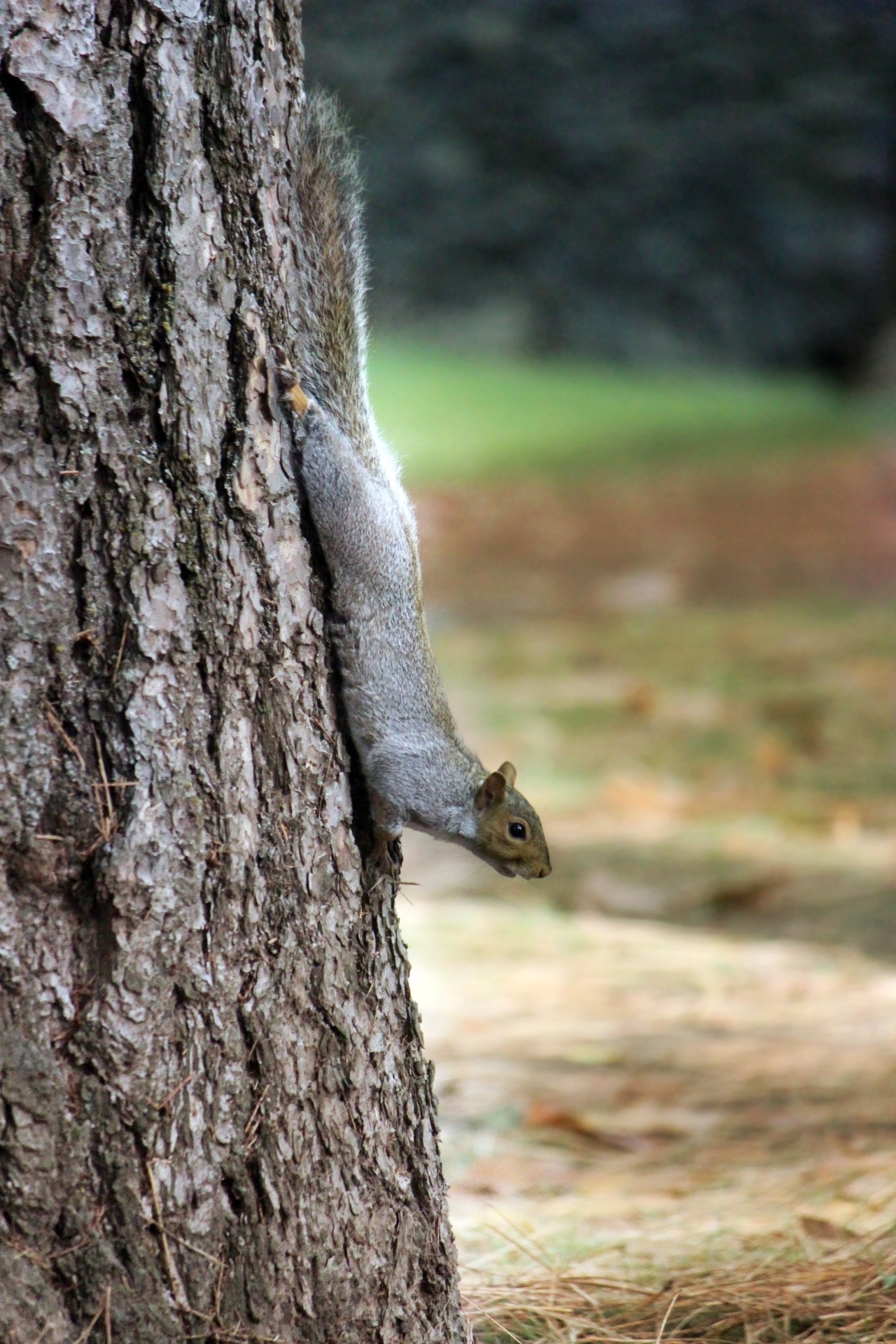 squirrel animal critter free photo