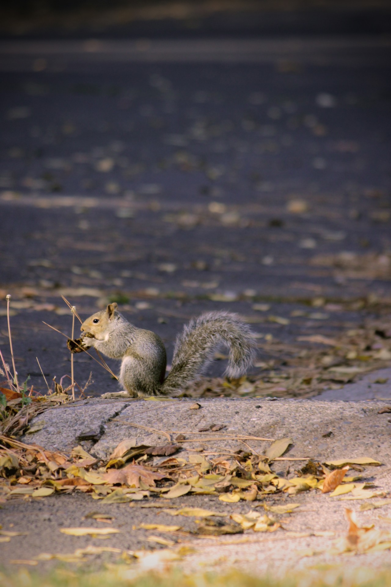 squirrel rodent outdoors free photo