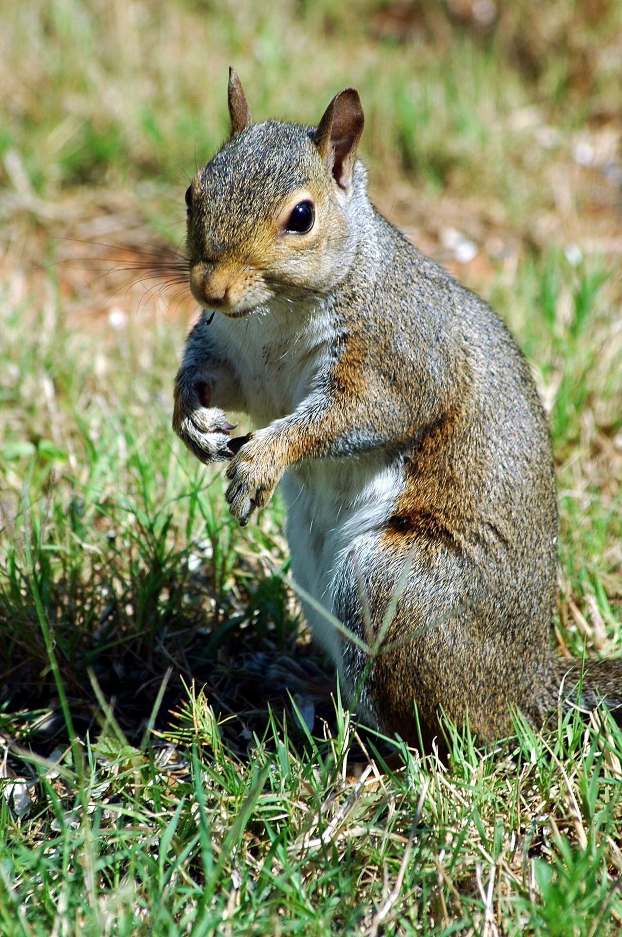 squirrel rodent grey free photo