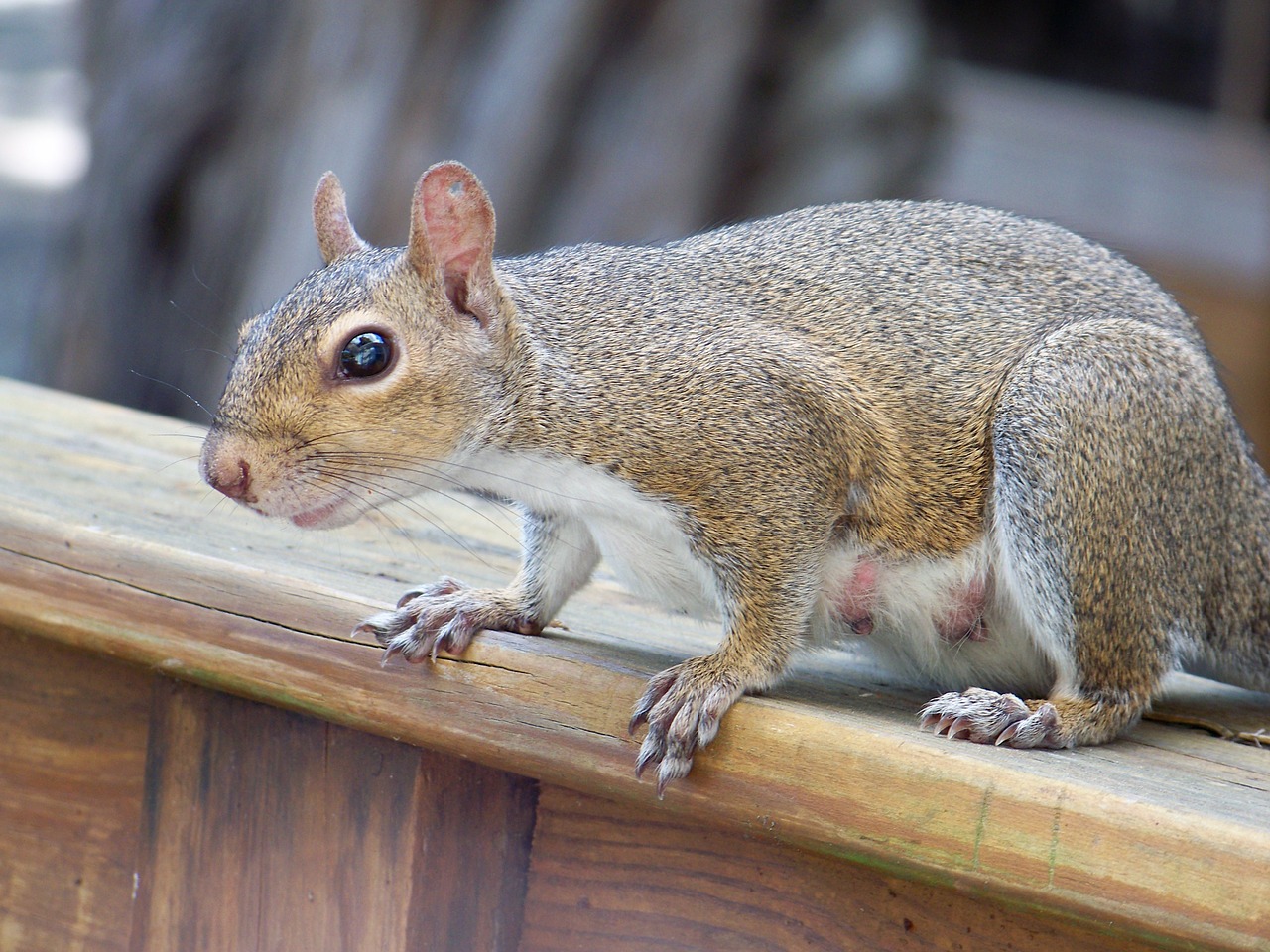 squirrel nature out free photo