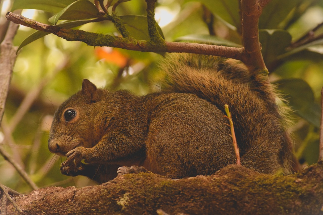 squirrel nature animal free photo