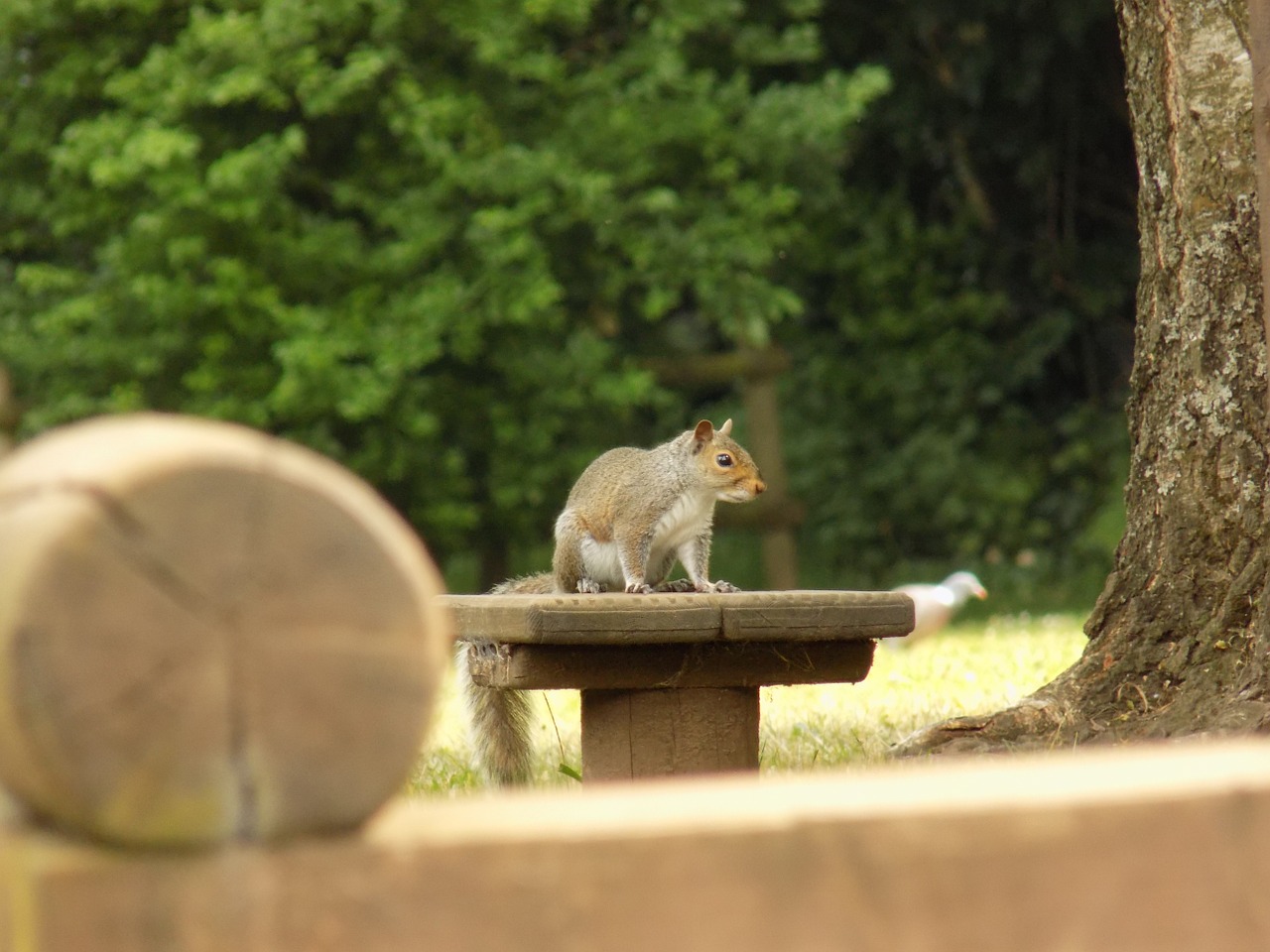 squirrel nature mammal free photo