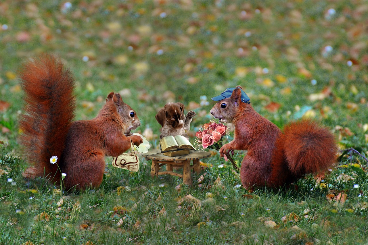 squirrel wedding judge free photo