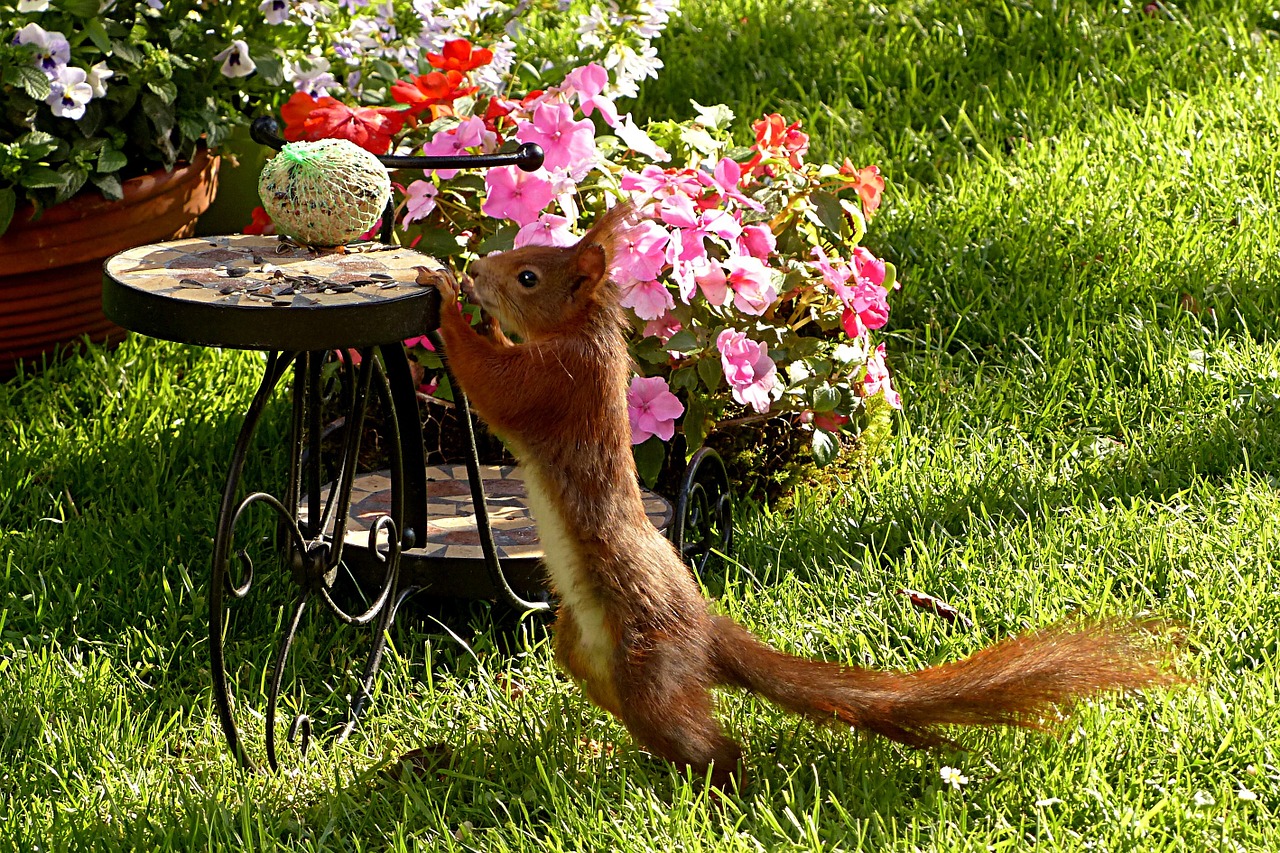 squirrel sciurus animal free photo