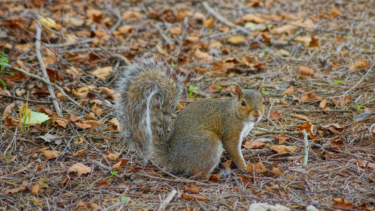 squirrel ibm rtp free photo