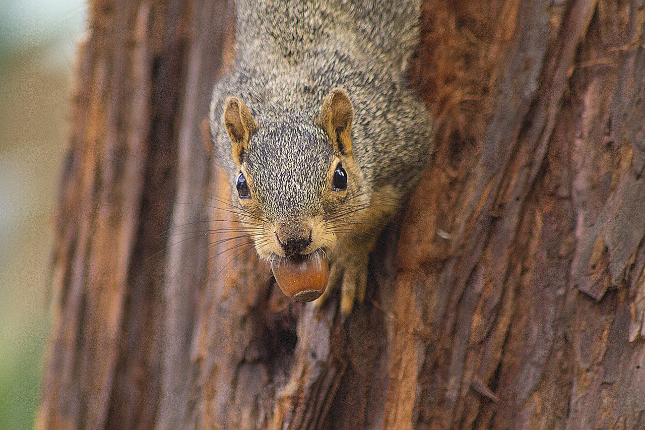 squirrel animal acorn free photo