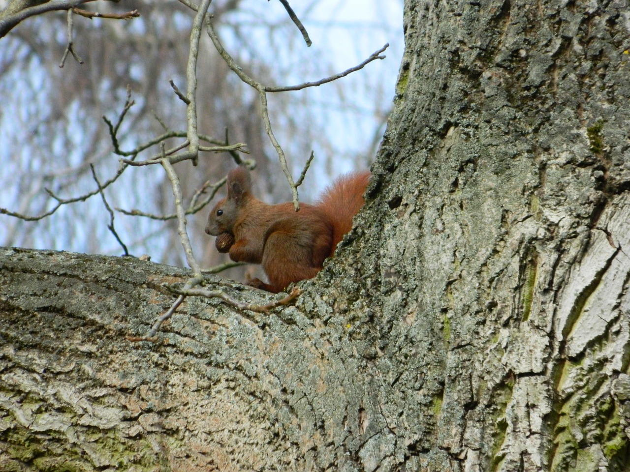 squirrel rodent forest animal free photo