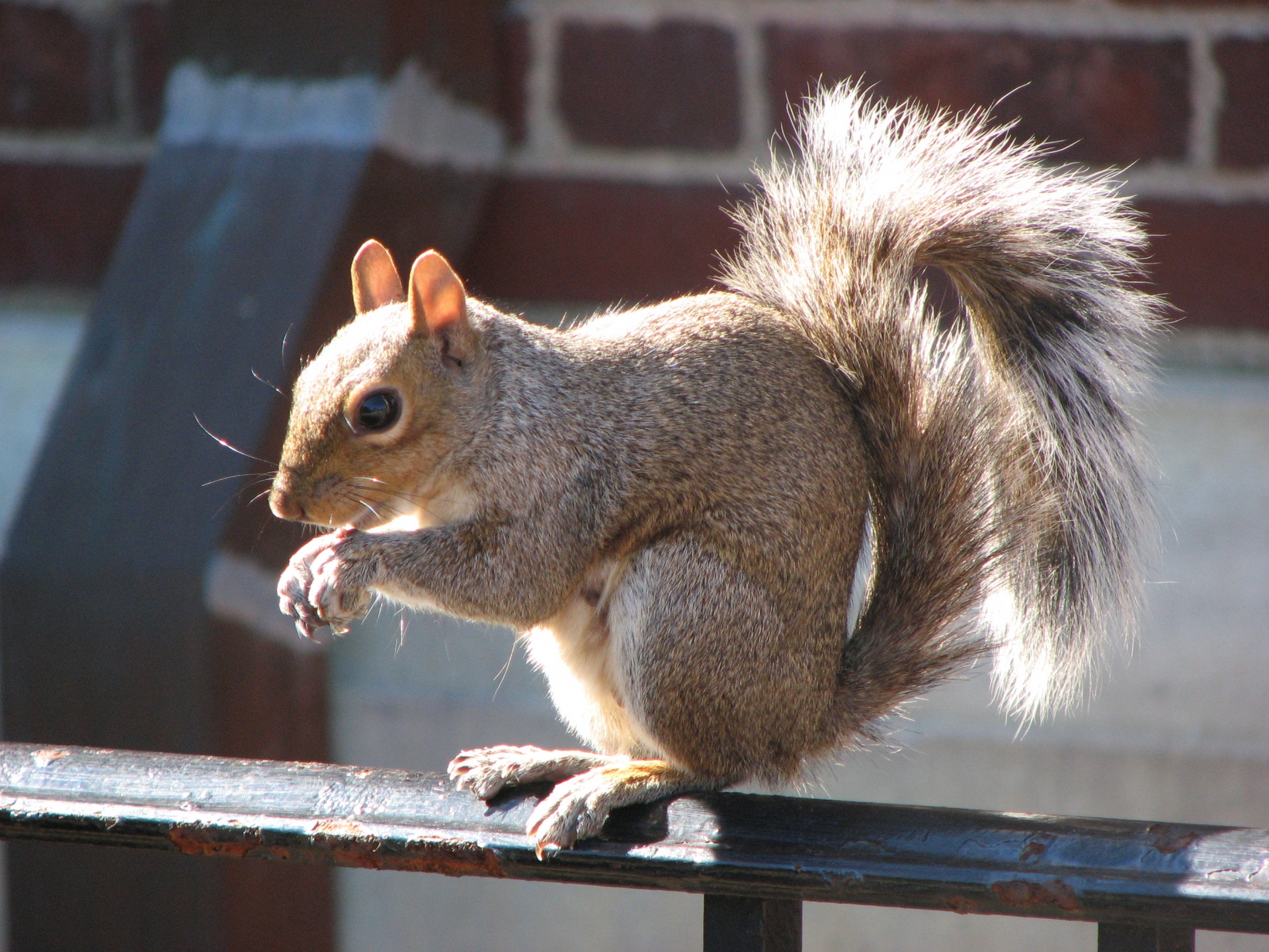 squirrel nature squirrel free photo