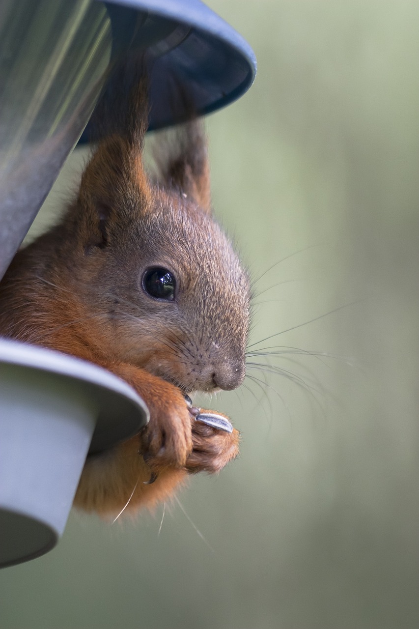 squirrel paws cam free photo