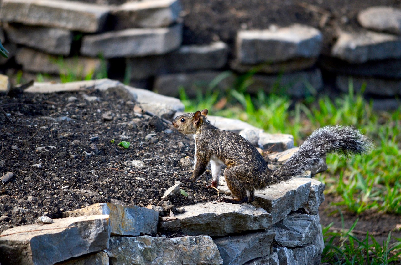 squirrel nature garden free photo