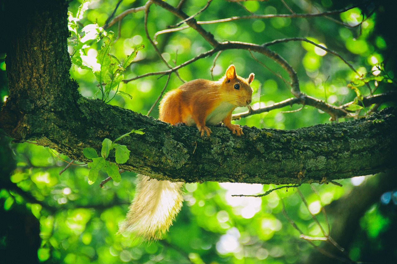 squirrel animals animals in nature free photo