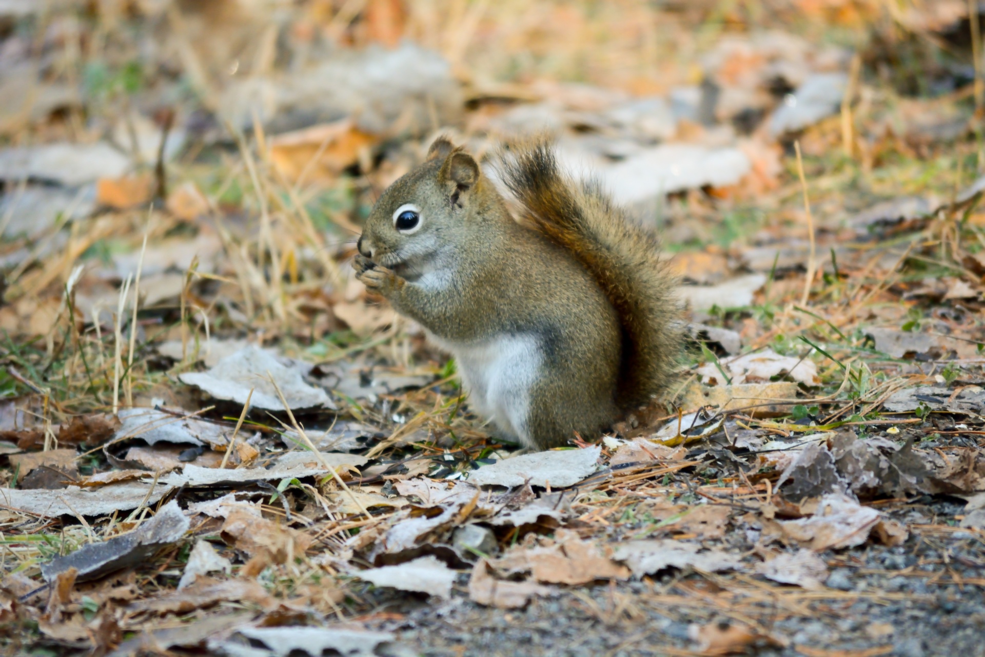 squirrel eating food free photo