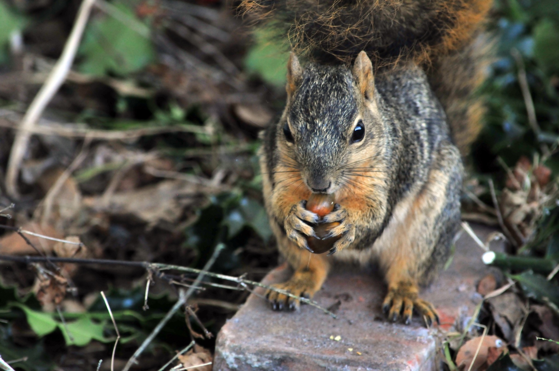 squirrel squirrels rodent free photo