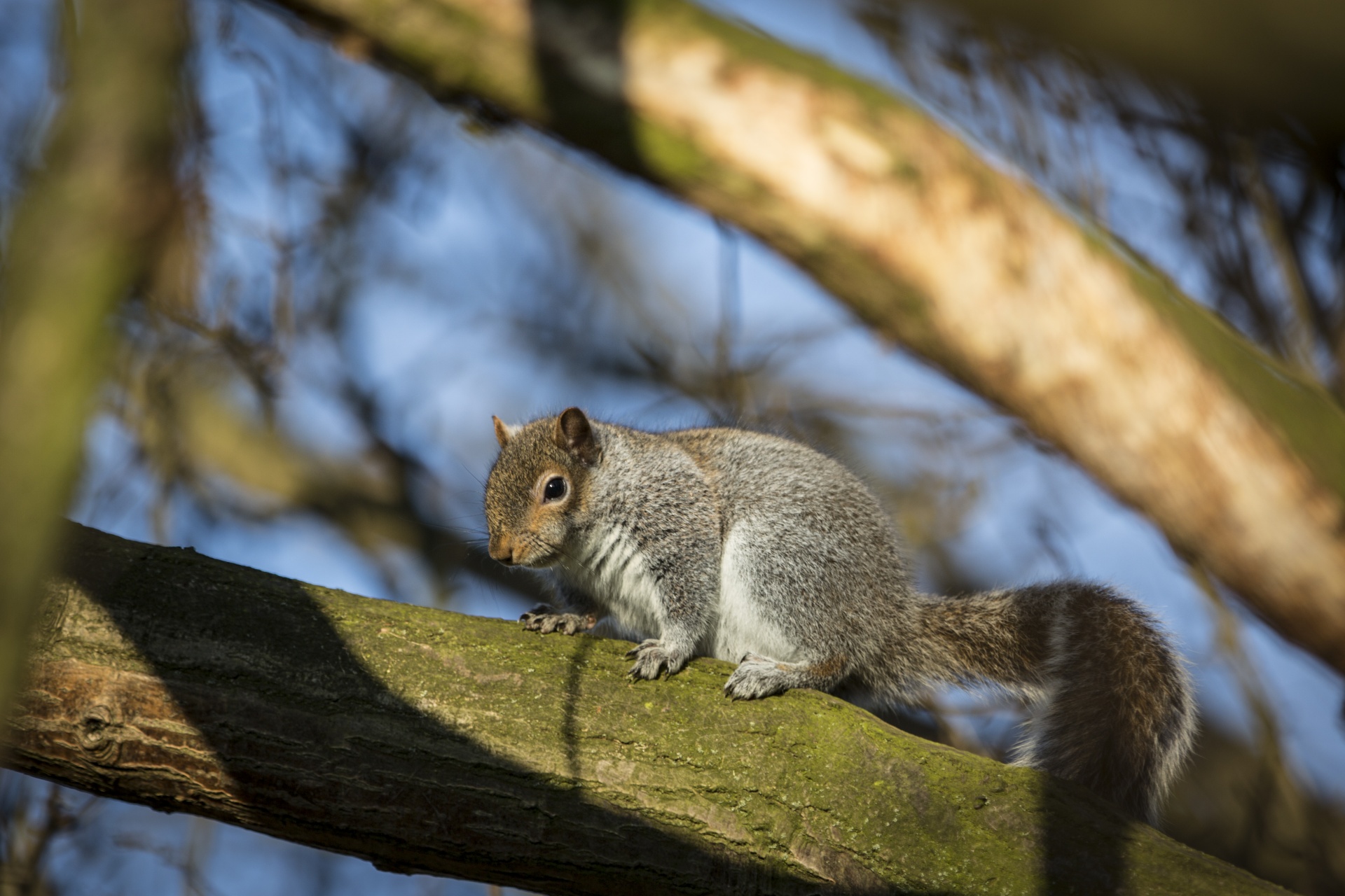 squirrel park mammal free photo