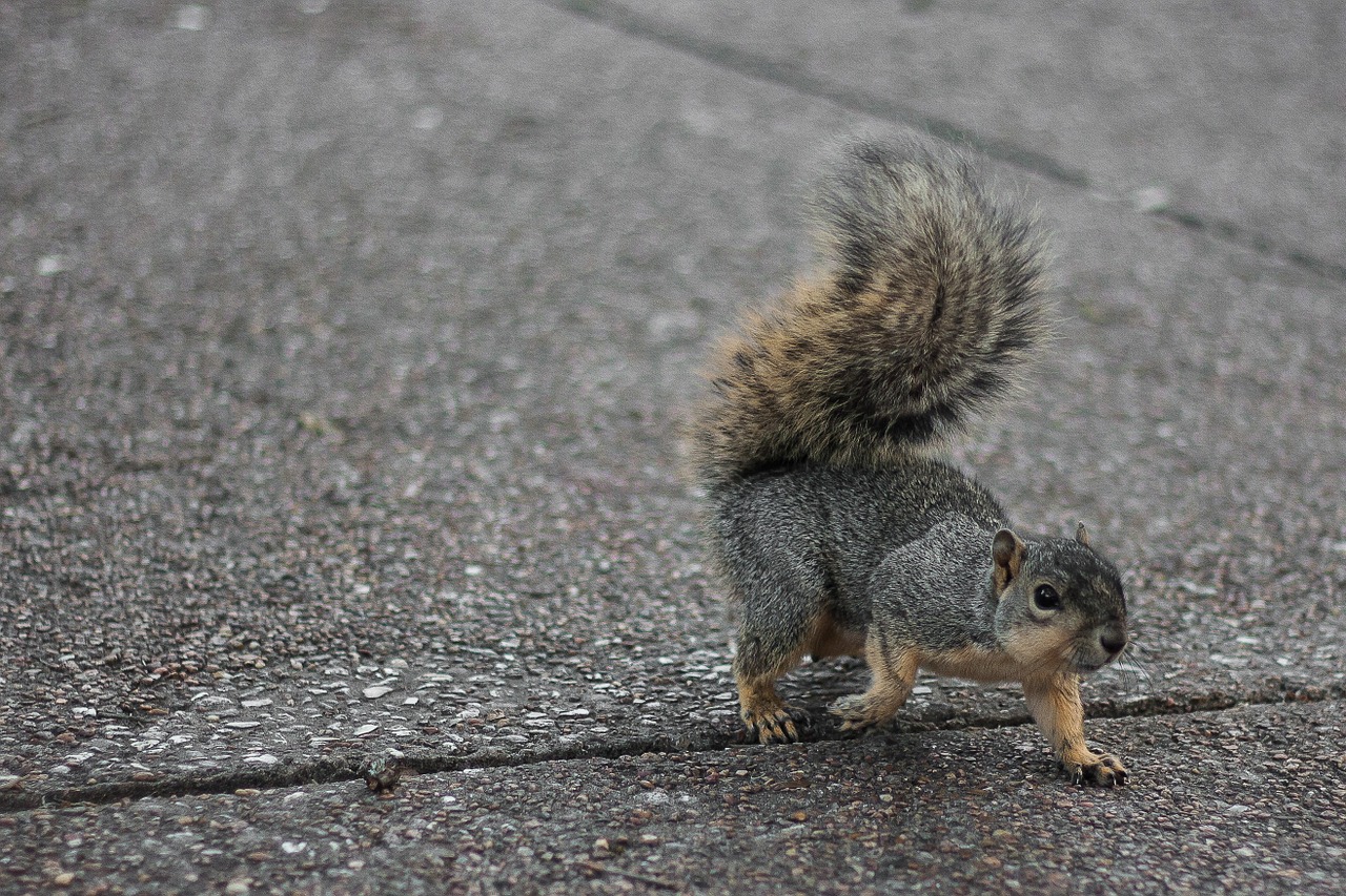 squirrel prisch american free photo