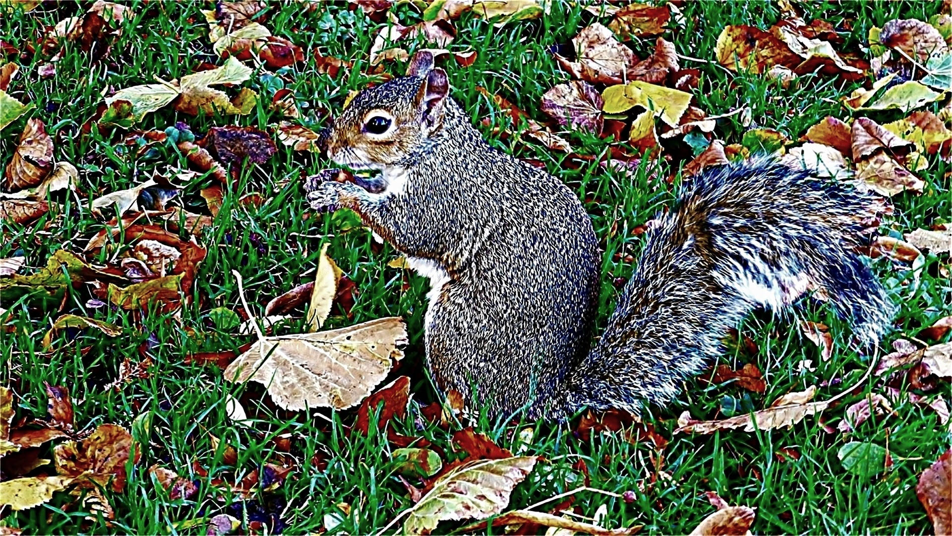 grey squirrel grey squirrel free photo