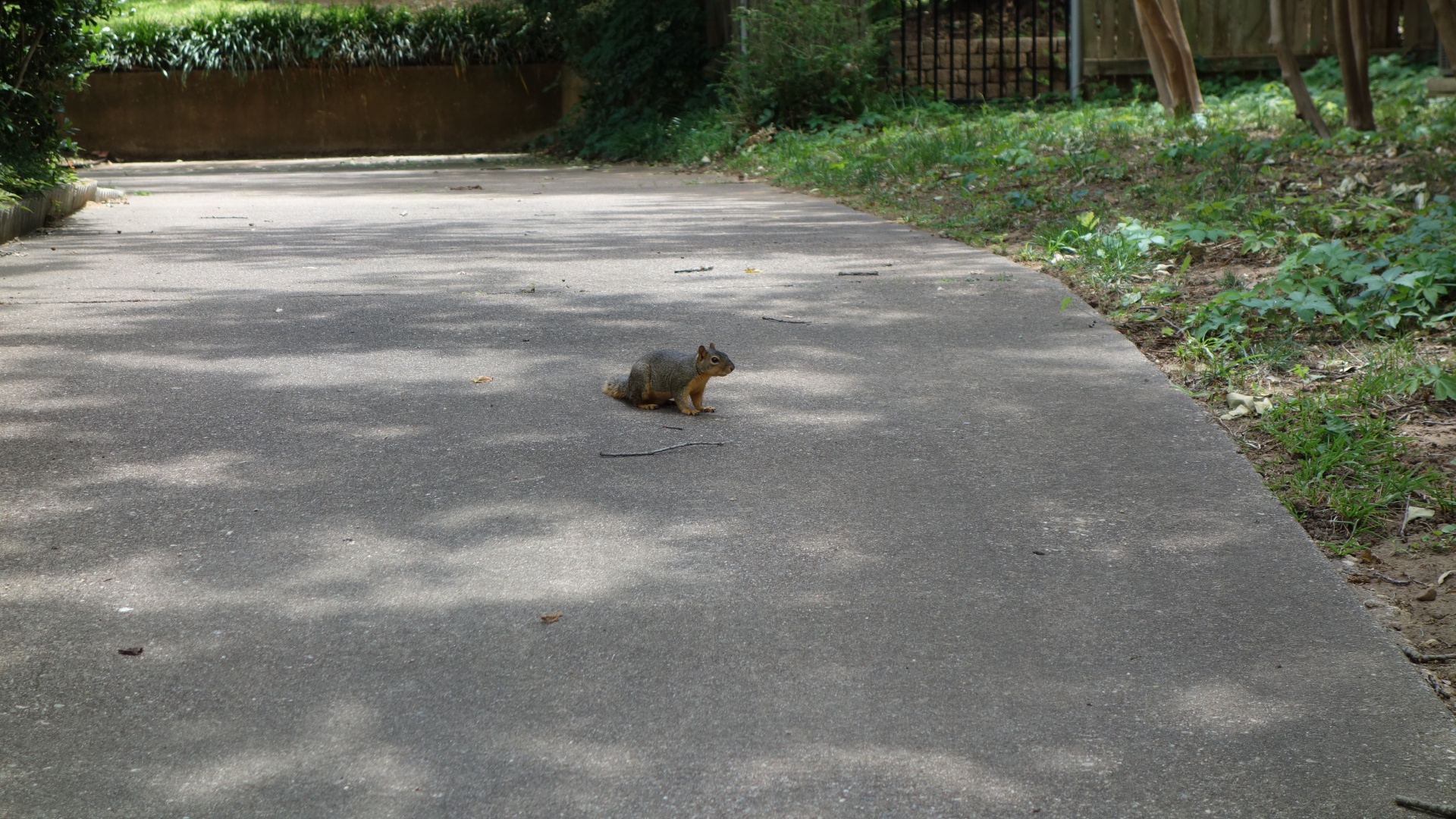 neighborhood squirrel driveway free photo