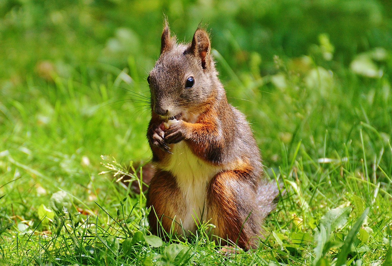 squirrel nager cute free photo