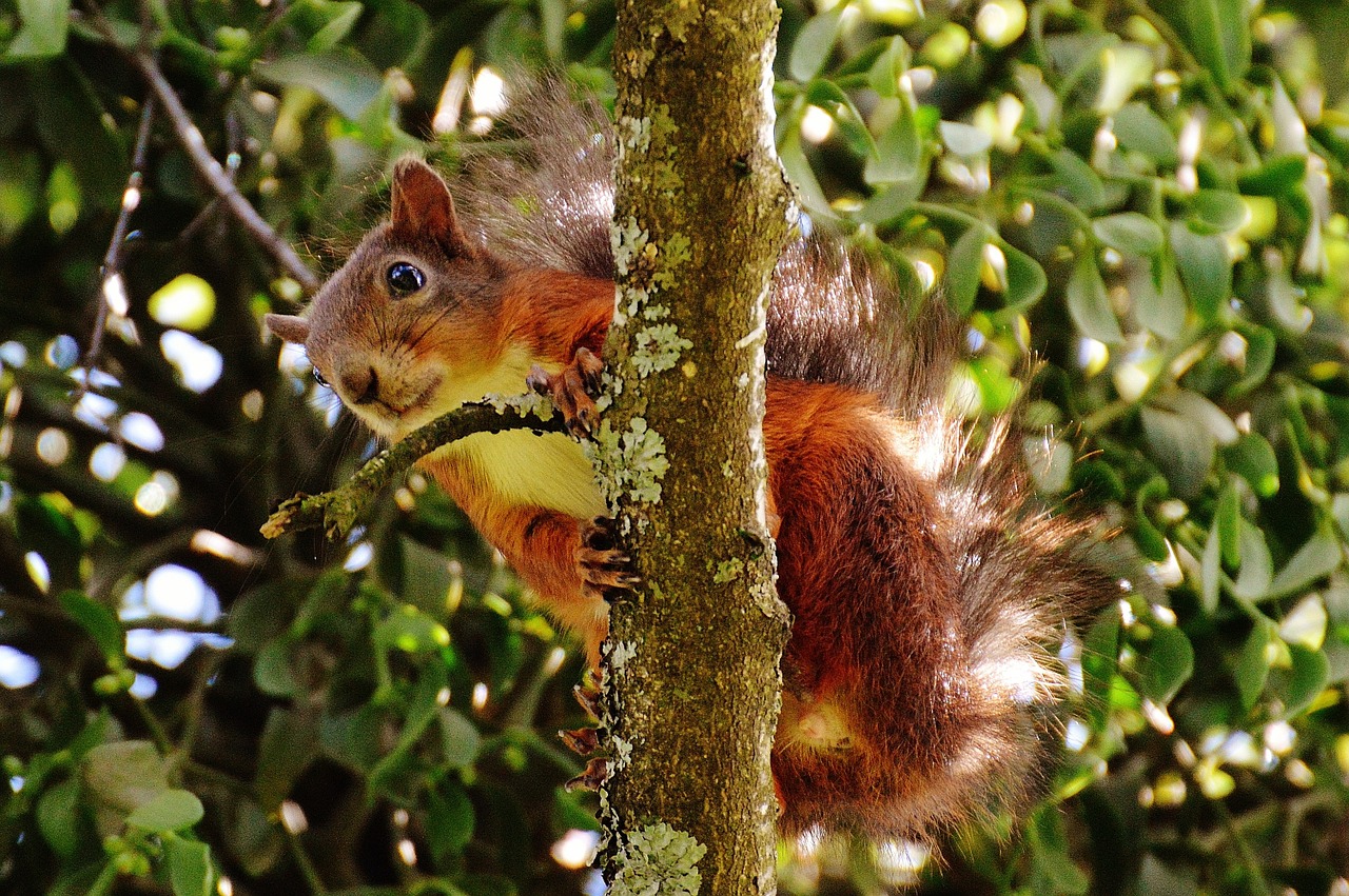 squirrel nager cute free photo