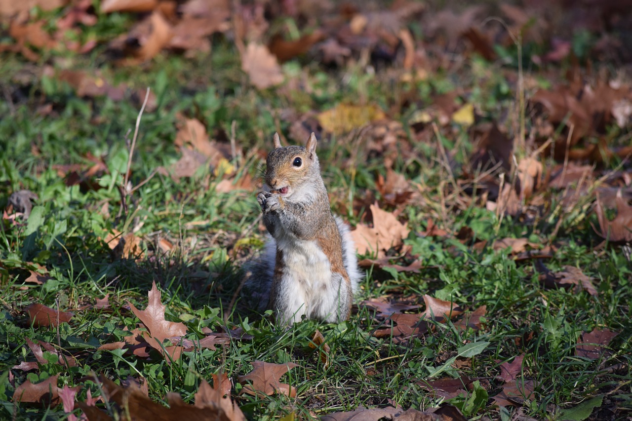 squirrel leaves cute free photo