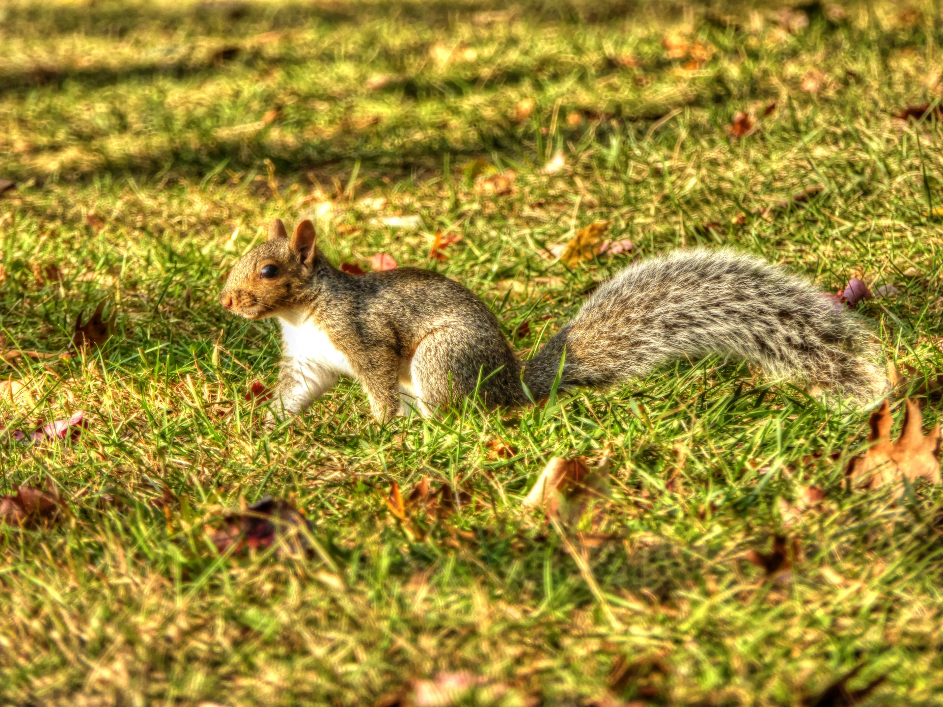 squirrel squirrels rodent free photo