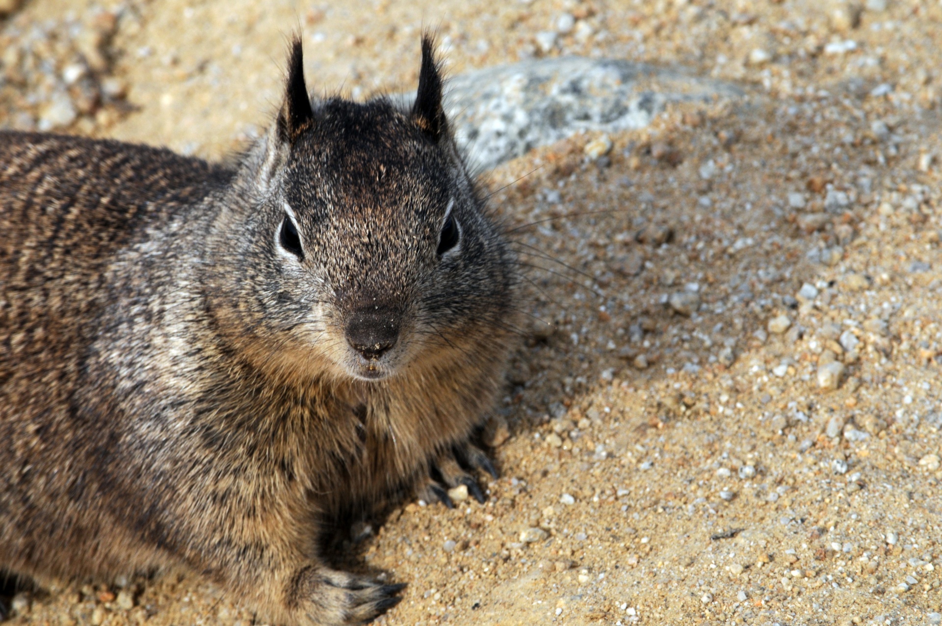 squirrel rodent wildlife free photo