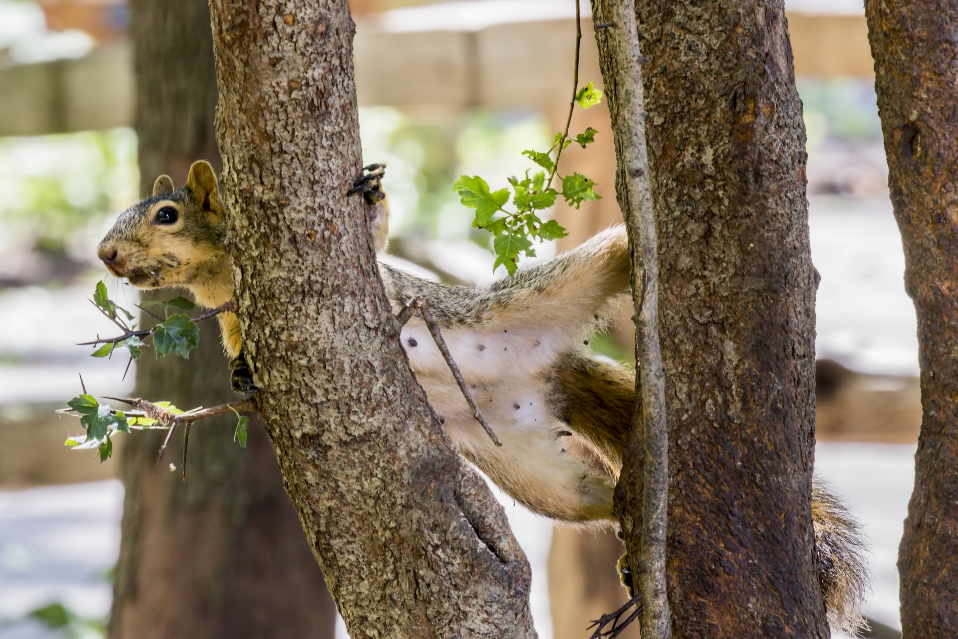 squirrel ani als free photo