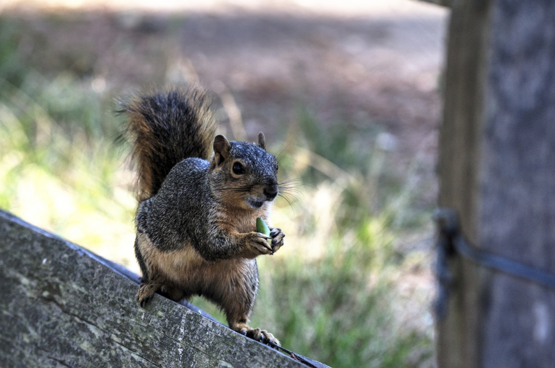 squirrel squirrels cute free photo