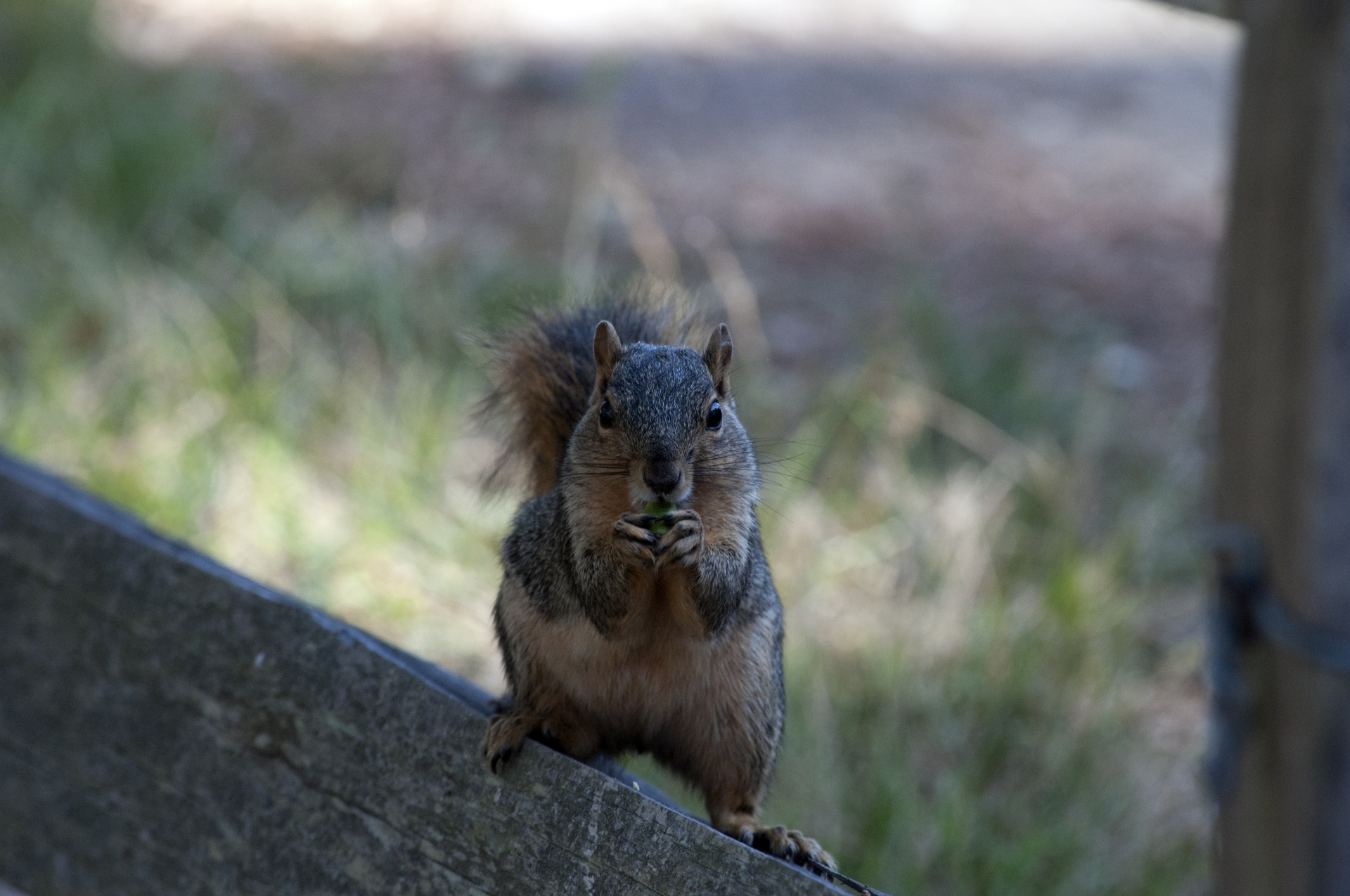 squirrel squirrels cute free photo