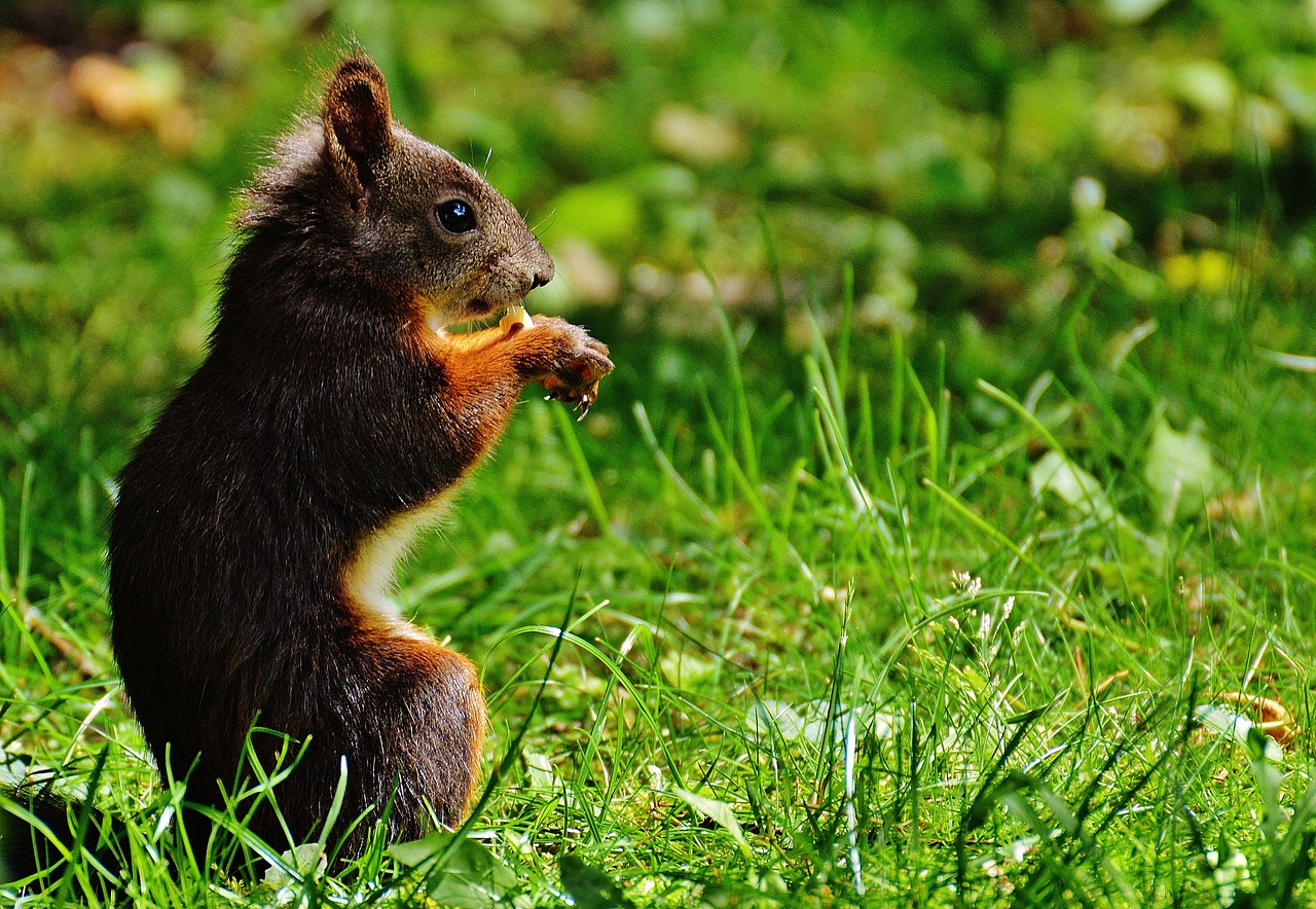 squirrel nager cute free photo