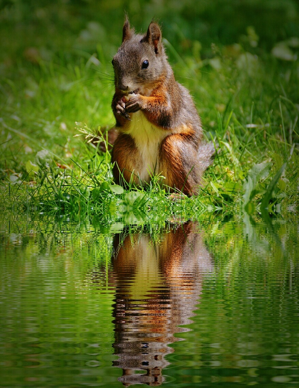 squirrel nager cute free photo